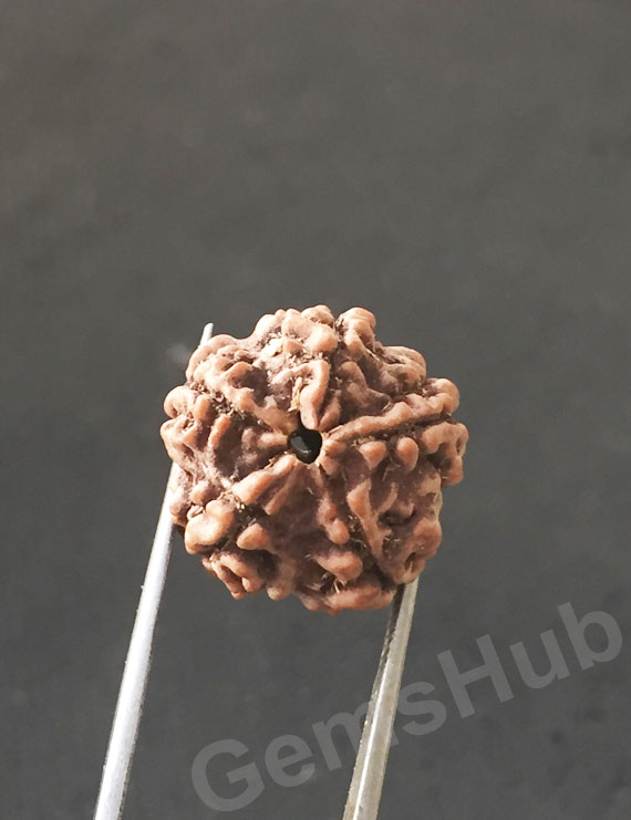 5 Mukhi Certified Nepali Rudraksha